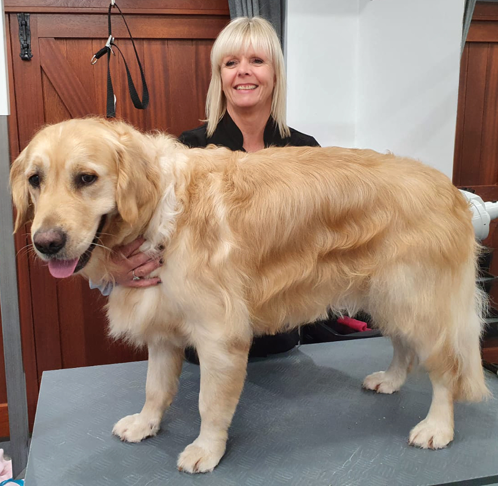 Beautiful Monty having been pampered for a few hours!