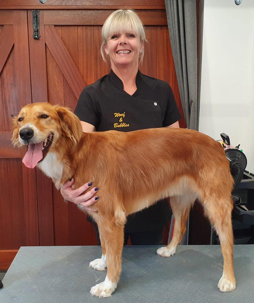 Beautiful Tina, the Saluki cross.