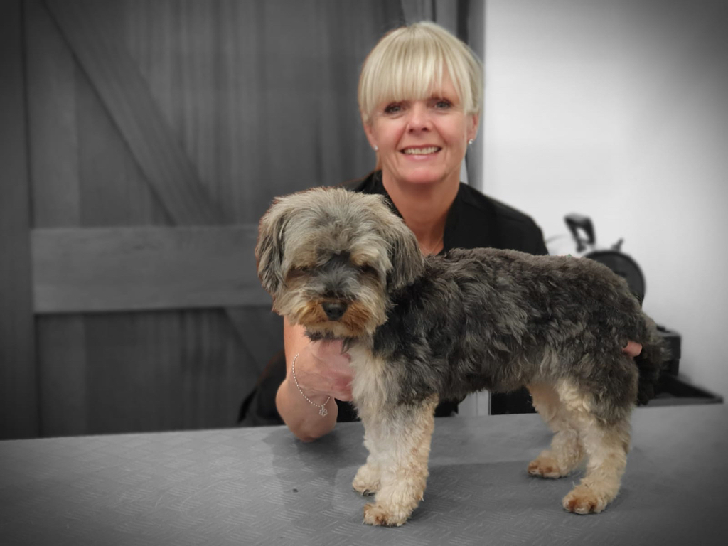 Ozzy - recently rescued from Spain. He was so lovely, and a delight to groom. 