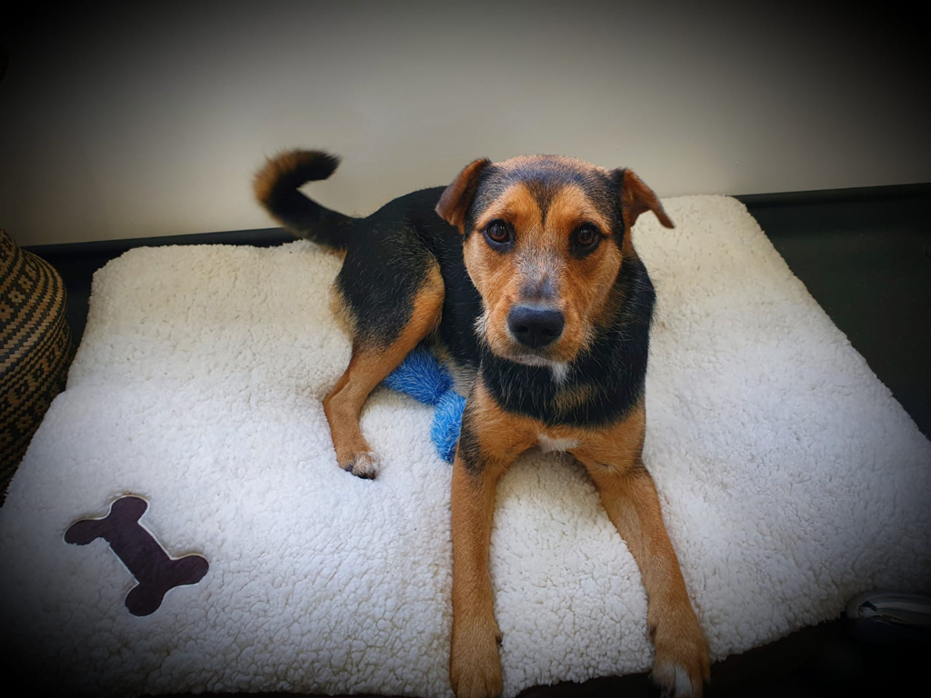 Izzy relaxes after her groom, whilst waiting to be picked up.