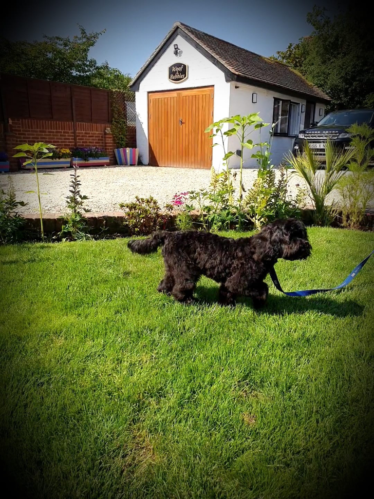 Minnie takes the opportunity for a comfiort break after her puppy bath and trim.