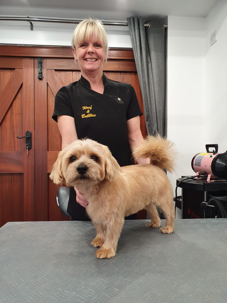 Teddy, the Norfolk Terrier