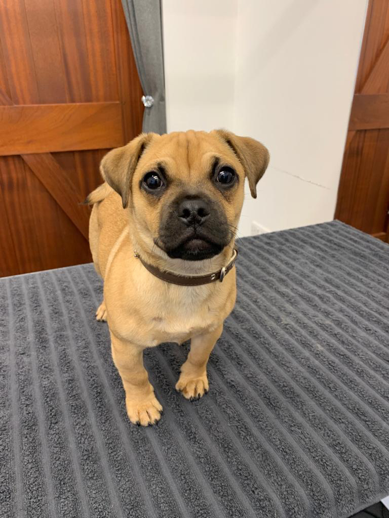 Bear had his first ever bath and pamper - he loved it!