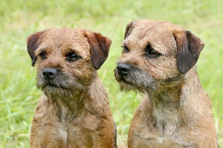 Two-Border-Terriers